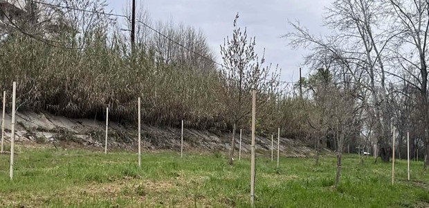 Φυτεύτηκαν 700 νέα δέντρα στην περιοχή του Πηνειού